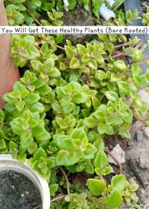 Tangled Heart / Pillow Plant / Swedish Ivy