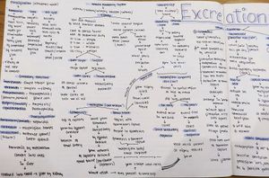 Class-11/NEET Biology Mindmap/notes