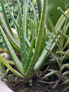 Aloe vera Small Plant, Rooted, NO POT