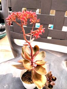 Flowering Kalaonchee With Same Pot