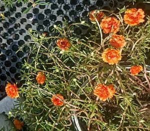 Combo Of 3 Plants @ Low Price