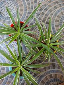 3 Spider Plant Combo