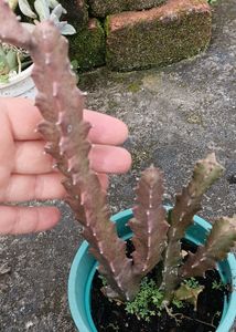Caralluma Umbellata
