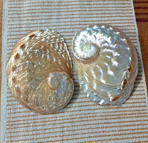 Abalone Shells Pair