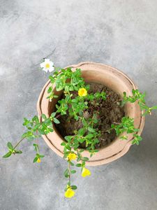 Two Colours Single Petal Portulaca
