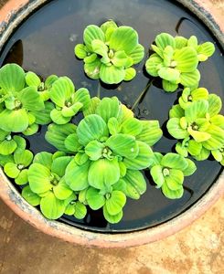 Water Plants 10