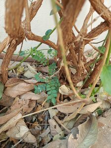Plants Combo Of 5