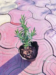 Rosemary Live Plant