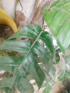 Permanent Showing Plant With Root
