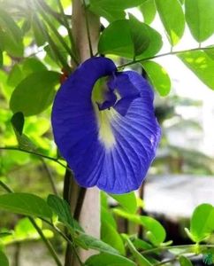 Blue Aprajita Plant