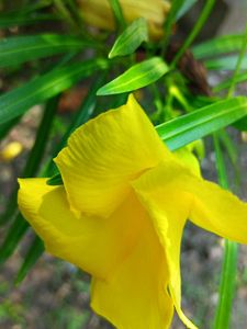 Yellow Oleander Plant