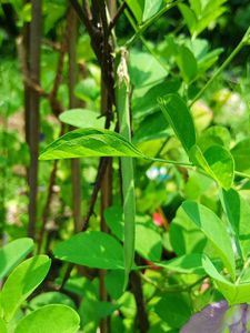 Pink Butterfly Pea Seeds