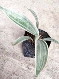 Sansevierias Combo