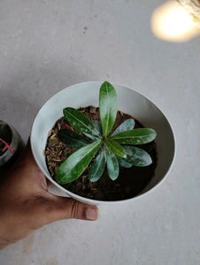 Adenium With Pot &amp; 3 Plant