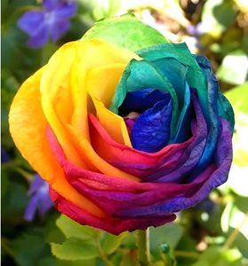 Rainbow  And Hazari Rose Plant Pack Of 2 ..