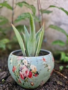 Elegant Floral Succulent in Earthen Pot