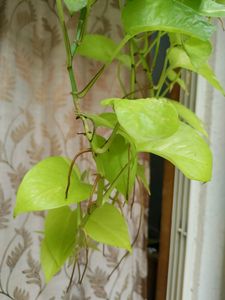 Money Plant 3 Cuttings