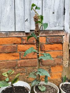 Syngonium
