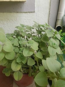 Mexican Mint ( Oregano )
