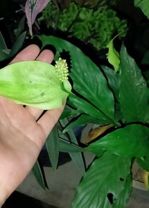 Mixed Verity Of Plants