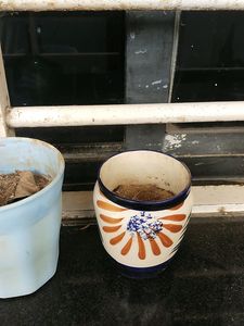 Combo Of Two Plants And Tw Small Pots