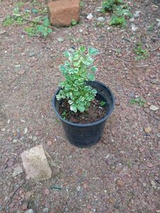 Variegated Aralia Plant