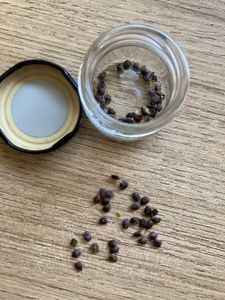 Exotic Passion Fruit Seeds