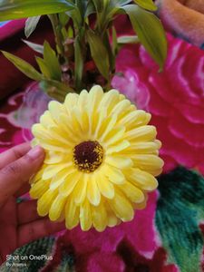Woman Flower Yellow &amp; Red Clip 💛♥️