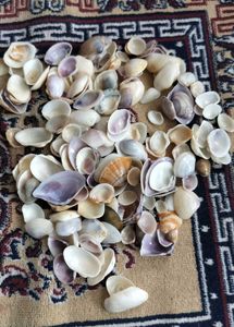 Sea Shells For Decor