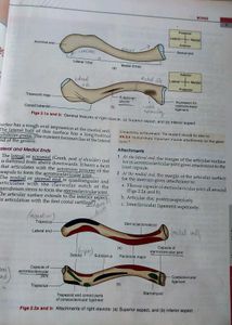 BD Chaurasiya Human Anatomy, Vol. 1,2,3,&amp; 4  - 8th