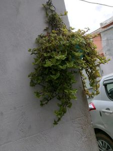 Plants