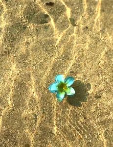 Flower Hair Clips Set Of 6