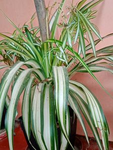 Cobra Lily/Both for Indoor and Outdoor Plant