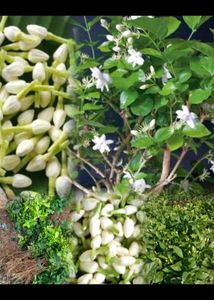 Jasmine Plant