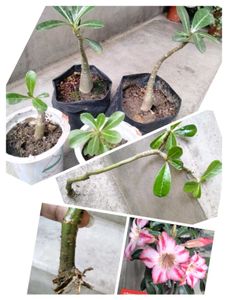 5 Sapling Of Adenuim Plants Combo