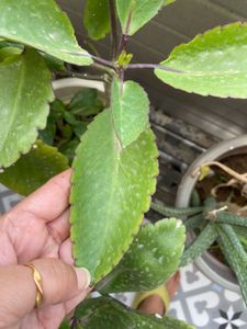 Pattarchatta Plant Sapling Cures Kidney Stone