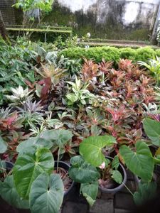 10 Live Root Plants