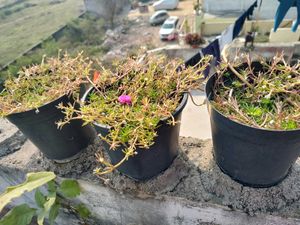 Din Dopahri Flower Plant String Without Pot