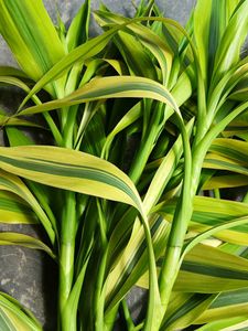 Six Lucky Bamboo Stick 2ft