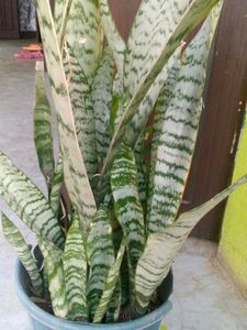 Live Plants, Sanseivera Air Purifier