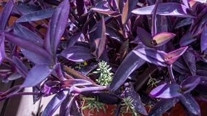 Purple 💜 Vine Plant