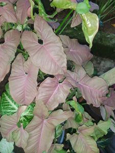 Choose Any Plant @49rs