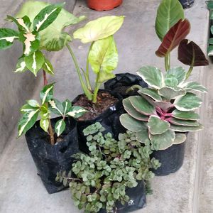 Assorted Mix Plants Combo Offer