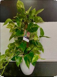 Gardening Plants And Vastu
