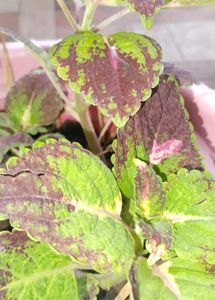 Coleus Plant