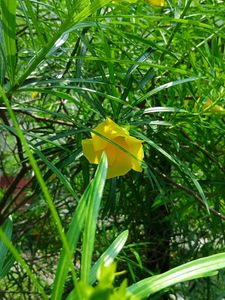 Yellow Oleander Plant