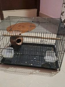 Birds Cage With Birds Food