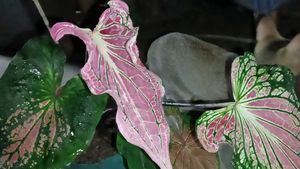 Caladium Plant