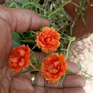 Combo Of Bud Rose/9&#39;o Clock