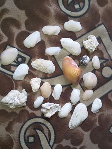 Shells (24pcs)